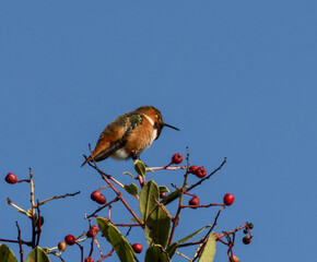 rufous hummingbird perched on a branch blue sky background