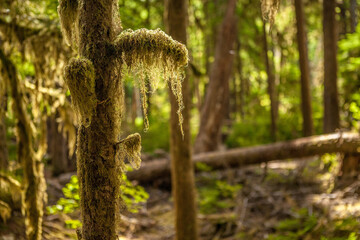 Moss in the Pacific Northwest Rainfoest
