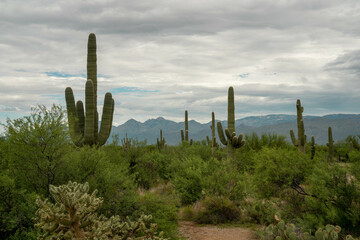 Cacti in Saguaro East National Park on a beautiful summer day