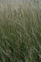 Green grass in the wind, field, close up.