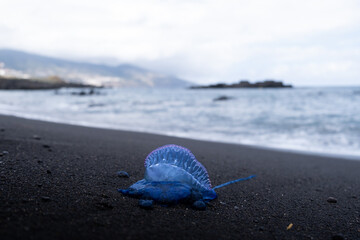 Portuguese man-of-war / bluebottle / Galley / La Palma