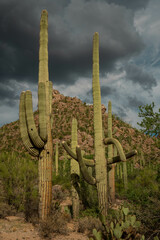 Cacti in Saguaro West National Park on a beautiful summer day