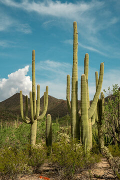 Cacti in Saguaro West National Park on a beautiful summer day © Andreas