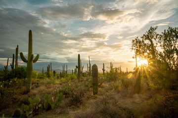 Sunset in the Saguaro National Park with Cacti in the foreground, Saguaro West, colourful evening sky