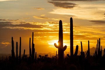 Sunset in the Saguaro National Park with Cacti in the foreground, Saguaro West, colourful evening sky