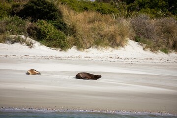 New Zealand Sea Lions