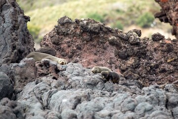 Pup of New Zealand fur seal