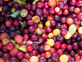 Harvested Plums