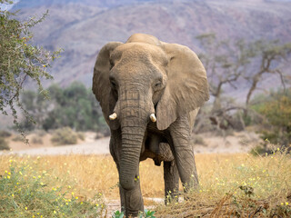 Fototapeta premium Desert elephant in Huab river valley, Namibia