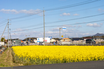 rapeseed field