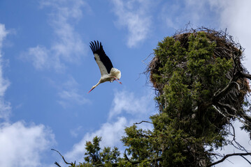 stork in the nest