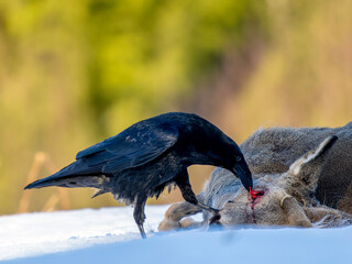 Raven on the carcass of the Roe deer