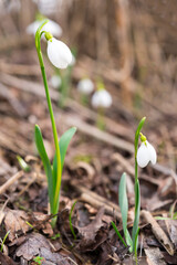 Fototapeta premium Wild snodrops in the spring forest 