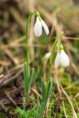 Wild snowdrops in the early spring