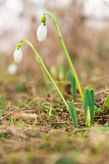 Two wild snowdrops on the spring glade