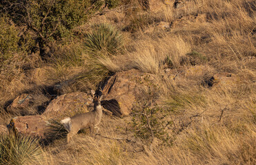 Buck Coues Whitetail deer in the Chiricahua Mountains Arizona in Winter