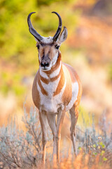 Pronghorn Buck with Fall Colors
