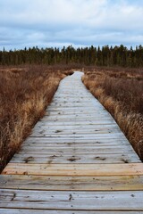 Obraz premium Wooden path in forest in Algonquin Park