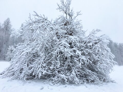 Winter Forest In Algonquin Park