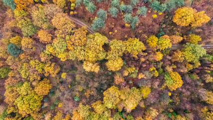 Beautiful colored forest seen from above. Aerial drone footage of Belgian forest in Antwerp in autumn shot by a drone. High quality photo