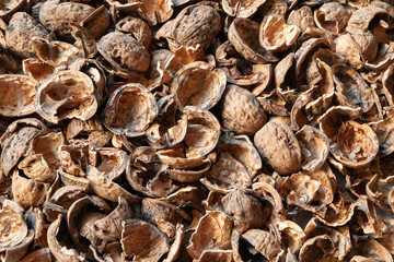 Nut shell. Empty walnut shell. Nuts texture. Selective focus