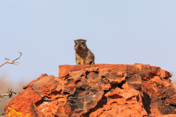 The rock hyrax in natural habitat in Waterberg Plateau National Park. Namibia.