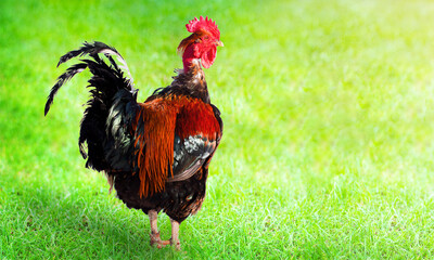 Rooster on green grass on nature background.