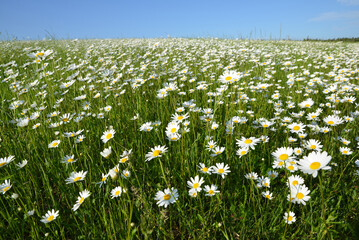Marguerite daisies on meadow. Spring flower.	