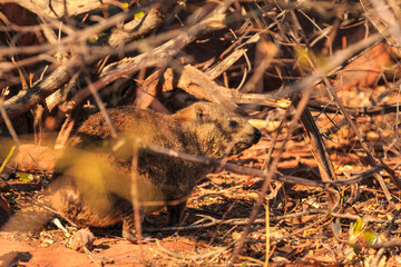 The rock hyrax in natural habitat in Waterberg Plateau National Park. Namibia.