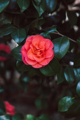 Beautiful pink Camellia flowers in a garden.