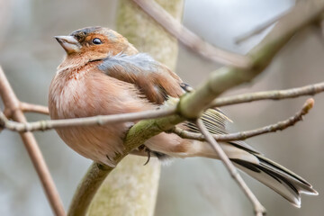 Buchfink im Baum