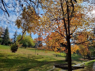 autumn trees in the park