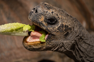 A Galapagos Tortoise eating a bright green leaf of lettuce