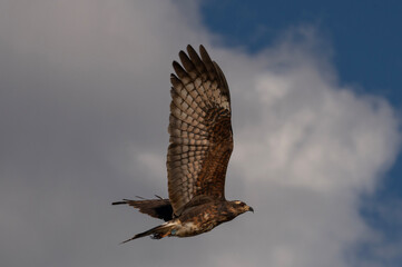 Snail Kite in Flight with cloudy sky