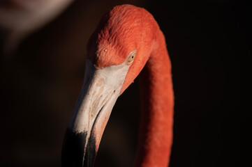 Flamingo with water drops on head