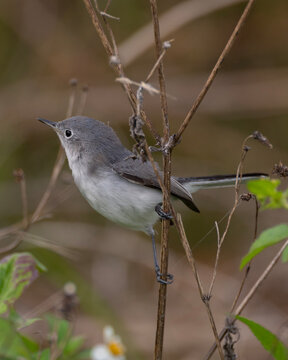 Blue Grey Gnatcatcher In Bushes