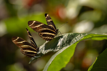 Two Zebra Longwing Butterflies sitting on a leaf