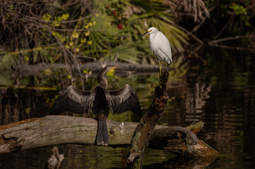 Snowy Egret and Anhinga on Tree