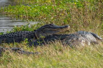Three wild alligators sitting in grass by lake