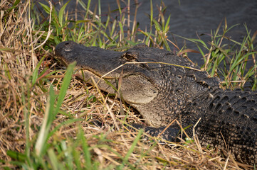 Wild alligator close up of face