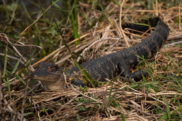 Juvenile alligator sitting in bushes