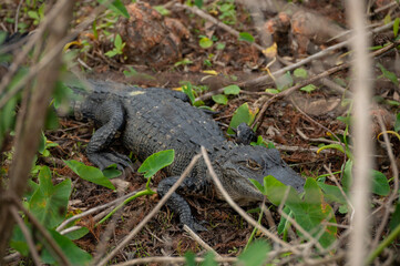 Juvenile alligator sitting in bushes
