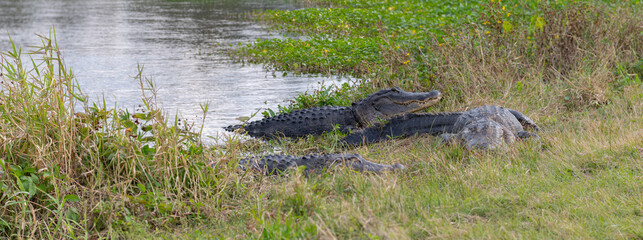 Panorama of three wild alligators by lake