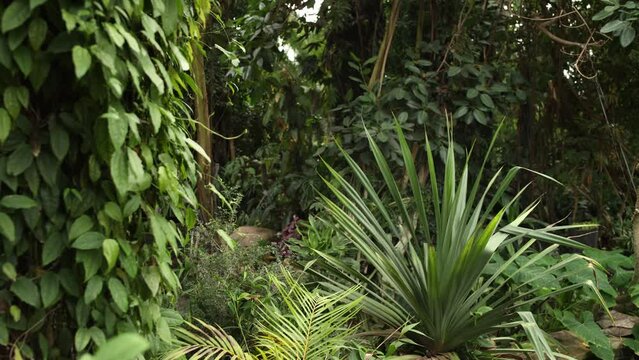 palm trees and other plants in the botanical garden