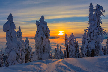 Winter Snow Covered Trees Sunset