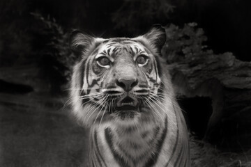 a puzzled tiger at the zoo looking into the lens