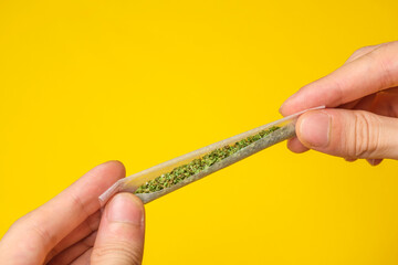 Hands Rolling a Joint full of weed, cannabis, marijuana on a yellow background. 
