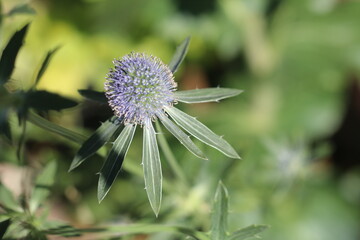 mikołajek płaskolistny Eryngium planum - obrazy, fototapety, plakaty