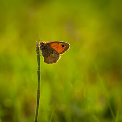 butterfly perched on a branch