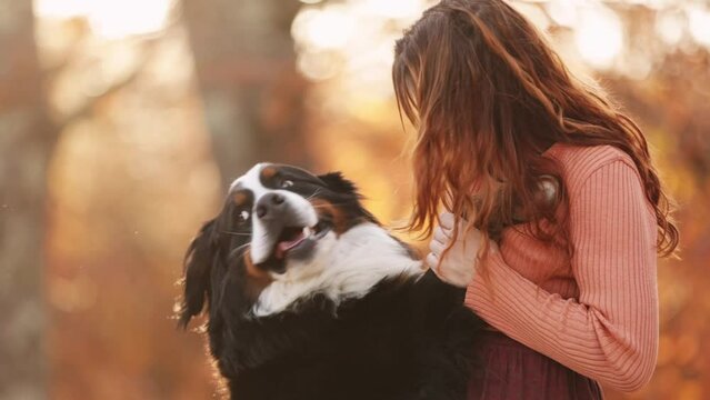 Close up portrait of Bernese Mountain Dog in autumn foliage with his owner